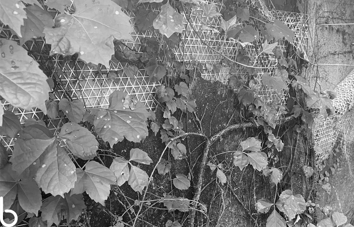 p005.jpg